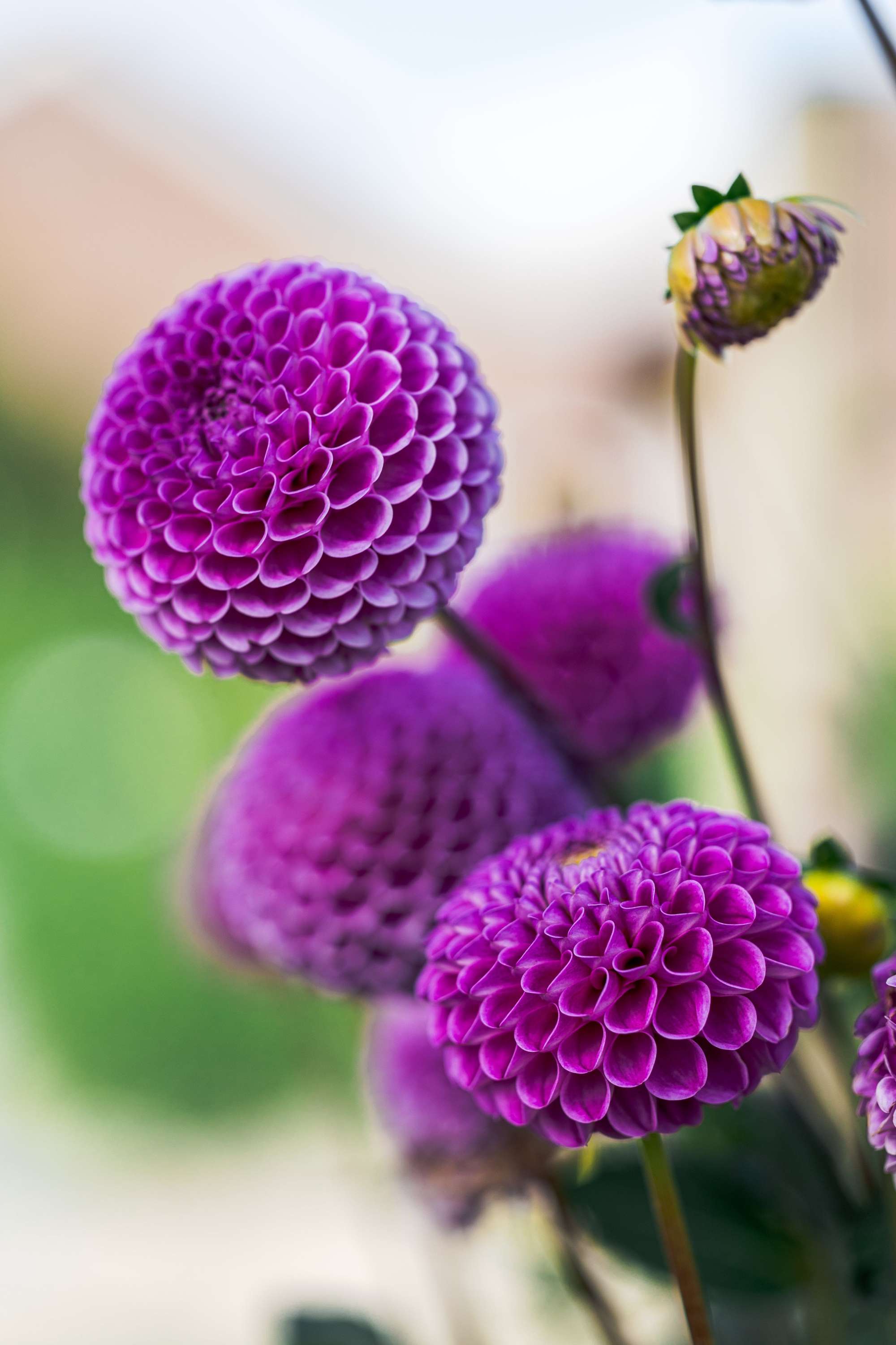 Dahlia 'Franz Kafka'